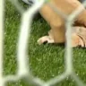 Palmeiras aguarda novo julgamento no STJD por ofensas homofóbicas e cabeças de galinha lançadas